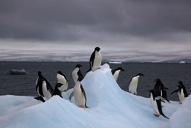 Adelie Pinguine auf Eisberg | © Flickr
