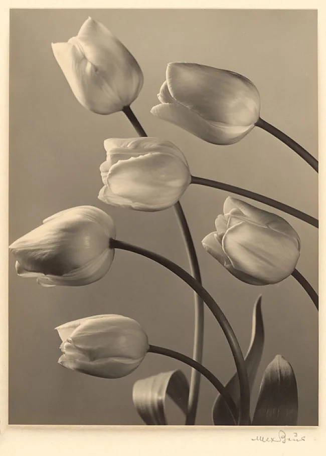 Max Baur | Tulpen (um 1930) | Vintage Gelatin Silver Print | Format 23,1 x 17,2 cm  