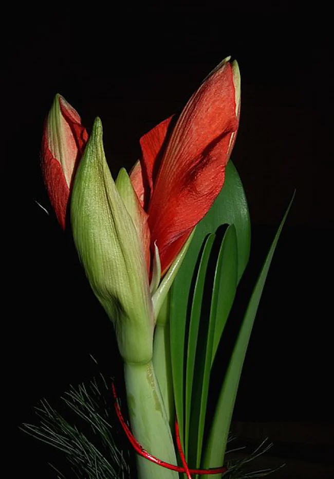 Ritterstern (Amaryllis hippeastrum) | © Apaloosa, wikimedia commons