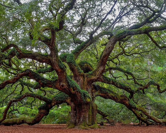 Eiche im Wald | © (c) Andrew Shelley / Unsplash