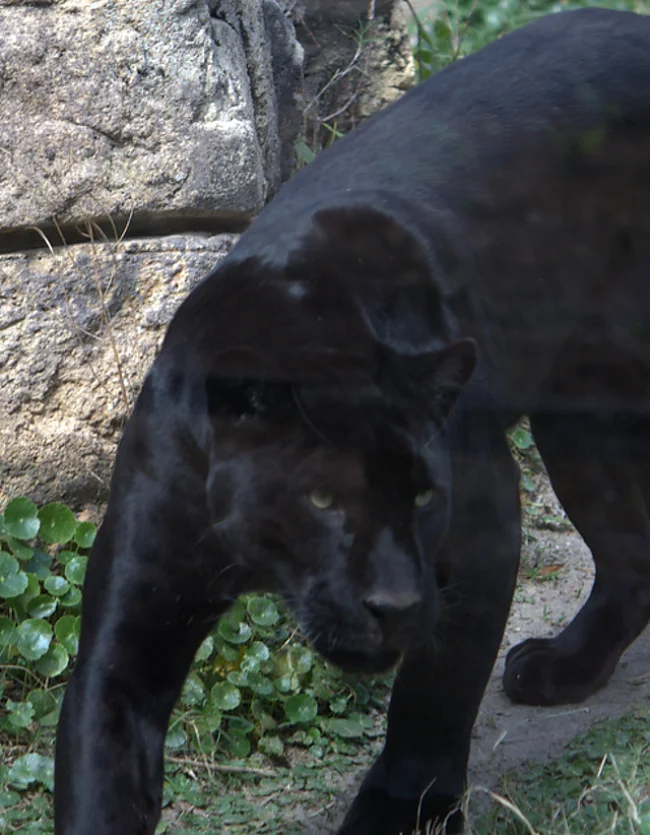 Der Panther | © CC BY-SA 4.0 - Wikimedia Commens