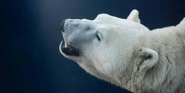 Eisbär mit zurückgeworfenem Kopf | &copy; Valentin unsplash@omikron
