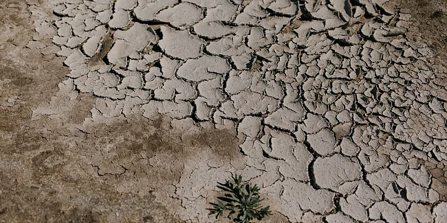 Trockene, rissige Erde mit einer einzigen Pflanze inmitten einer Dürre, die die Auswirkungen des Klimawandels verdeutlicht.  | &copy; Julia Volk