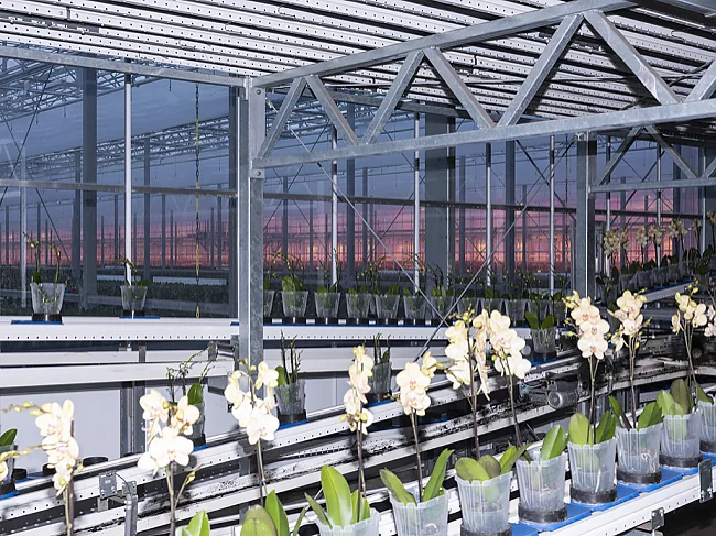Armin Linke: Ter Laak Orchids, orchid production line, Wateringen, Netherlands, 2021  | © Copyright: Armin Linke for the project Image Capital by Estelle Blaschke and Armin Linke, 2021. Courtesy: the artist and Vistamare Milano / Pescara