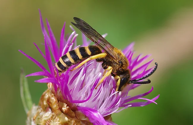 Wildbiene (Halictus scabiosae) | © Zampel, CC-BY-SA-4.0