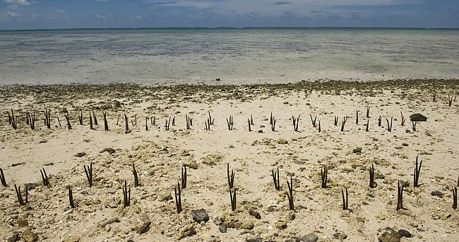 Ein Blick auf Mangrovenkeimlinge, die von Generalsekretär Ban Ki-moon und anderen auf Tarawa, einem Atoll im pazifischen Inselstaat Kiribati, am 5. September 2011 gepflanzt wurden. | © UN Photo/Eskinder Debebe