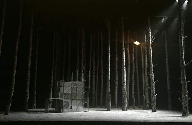 Ein dunkler Wald mit einem Licht das durch die Bäume scheint | © Jimmy Donnellon, Unsplash