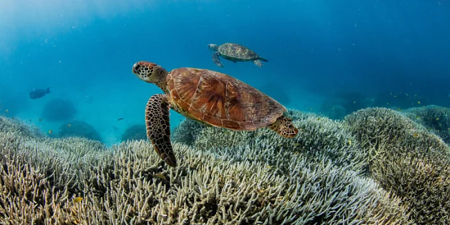 Karettschildkröte im Great Barrier Reef | © Theundertow Ocean & Divers for ClimateAAP  DPA