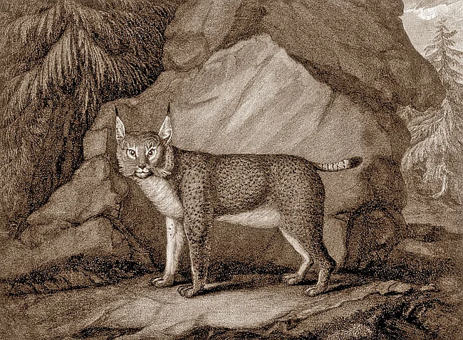 Kupferstich als Erinnerung an den letzten Luchs im Harz aus dem Jahr 1818 | © Historischer Kupferstich, Archiv Luchsprojekt Harz