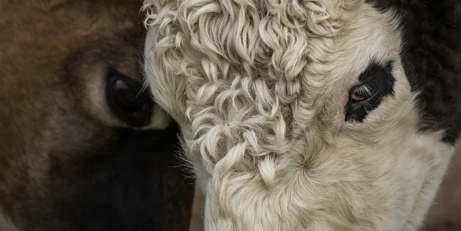 Eine bessere Tiergesundheit ist die risikoarme, hochrentable Klimainvestition, die wir brauchen. | © Jo-Anne McArthur / We Animals