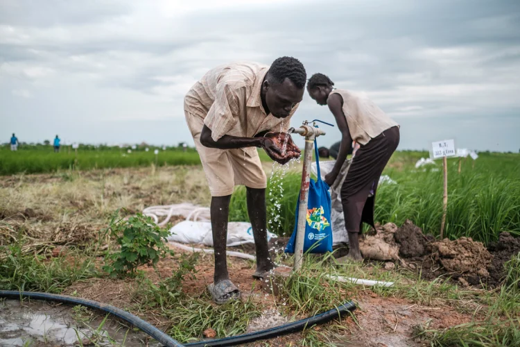  | &copy; Foto: FAO/IFAD/WFP/Eduardo Sotera