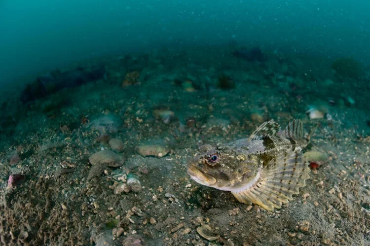Eine neugierige Groppe im Arktischen Ozean nahe Norwegen | © Foto: Solvin Zankl / Greenpeace