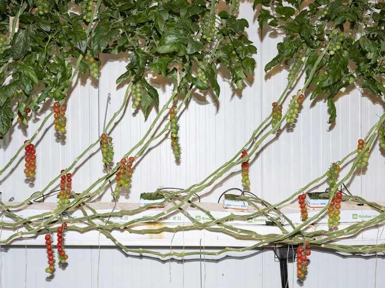 Armin Linke: Priva, tomato greenhouse, Priva Campus, De Lier, Netherlands, 2021 | © Foto: Copyright: Armin Linke for the project Image Capital by Estelle Blaschke & Armin Linke, 2021