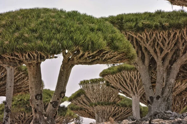 Drachenbaum in Socotra im Jemen, 2013 | © Foto: Wikimedia Commons, Rod Waddington