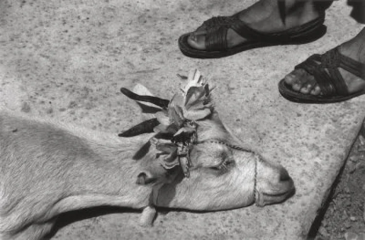 Baile del cabrito, La Mixteca, Oaxaca, México, (The Goat’ Dance, La Mixteca, Oaxaca, Mexico), 1992 | © Foto: Graciela Iturbide/Colecciones Fundación MAPFRE, 2019