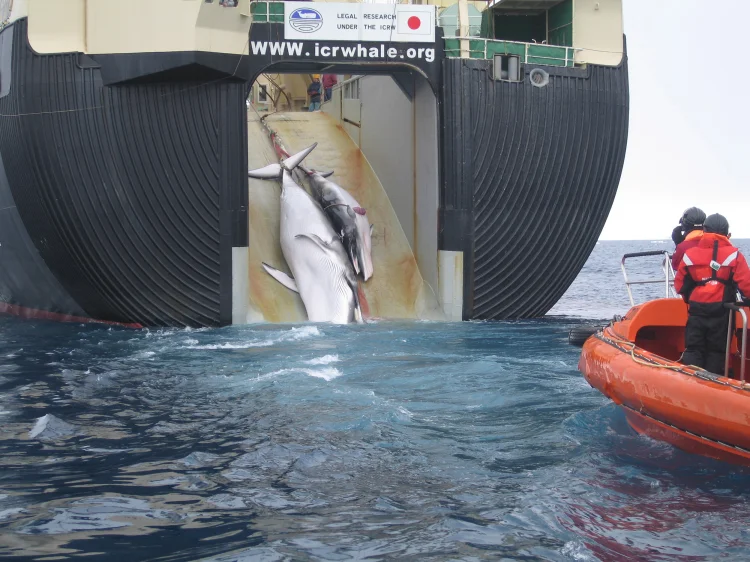 Japan Walfangfabrikschiff „Nisshin Maru“ mit getöteter Zwergwalmutter und Kalb 2008  | © Foto: Sea Shepherd Archiv 