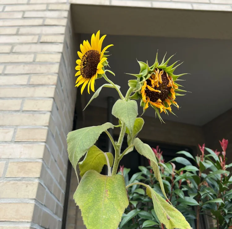 Sonnenblumen | © Foto: Liam Grunsky