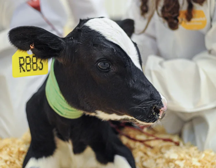  | © Foto: Jo-Anne McArthur / We Animals