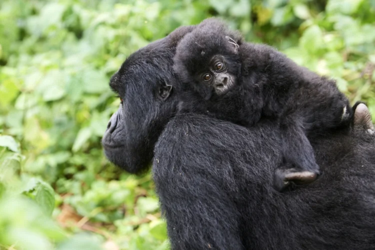 Weiblicher Berggorilla im Virunga National Park | © Foto: Eric Baccega WWF